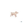 Cochonnet femelle | K'Ado Mino